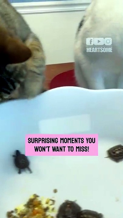 The curious cats gently meet baby turtle hatchlings for the first time