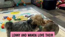 The loyal dogs have a heartwarming moment with their baby sister at home