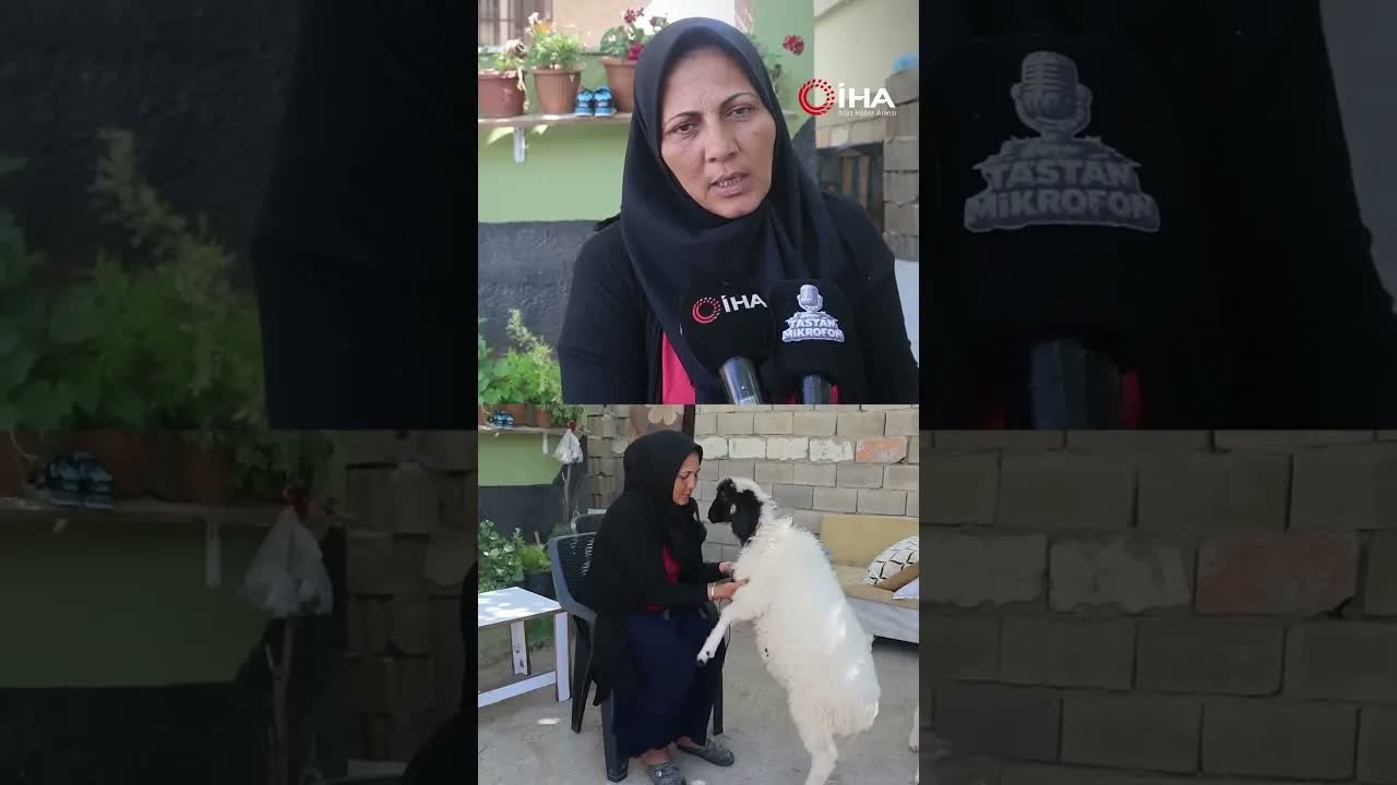 Evladını lösemiden kaybeden anne, teselliyi peşinden ayrılmayan kuzuda buldu
