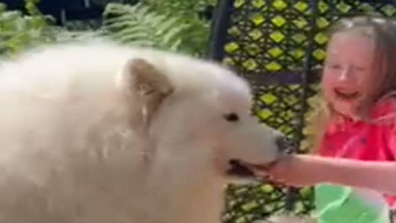 Samoyed Dog's Hilarious Quest for Human Sister's Ice Cream Cone