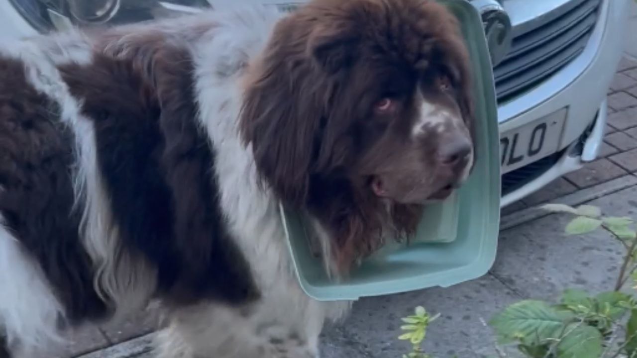 Hilarious Dog's Solo Antics Lead to Comical Situation