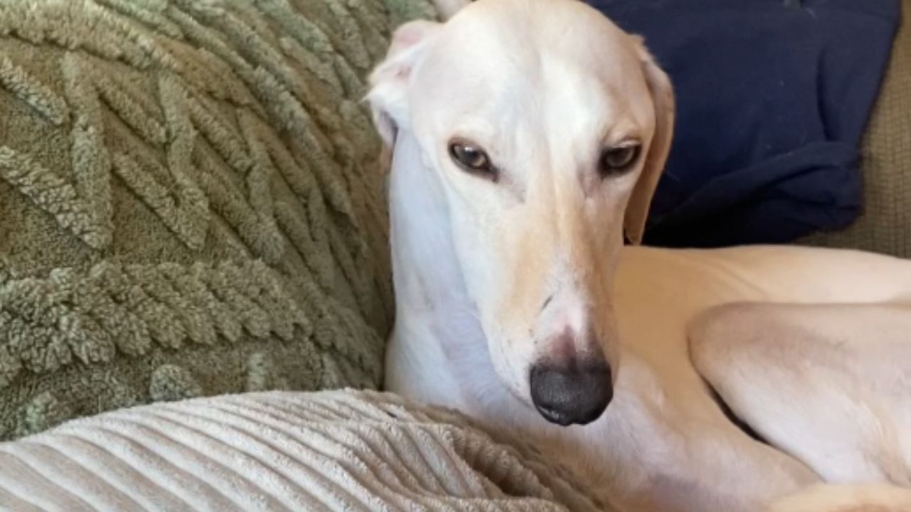 Lurcher Dog Amazes with His Rendition of DaBaby's Rockstar