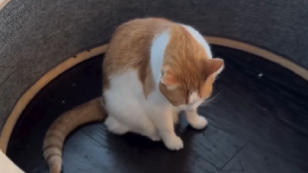 From Indifference to Enthusiasm: Cats Master the Running Wheel
