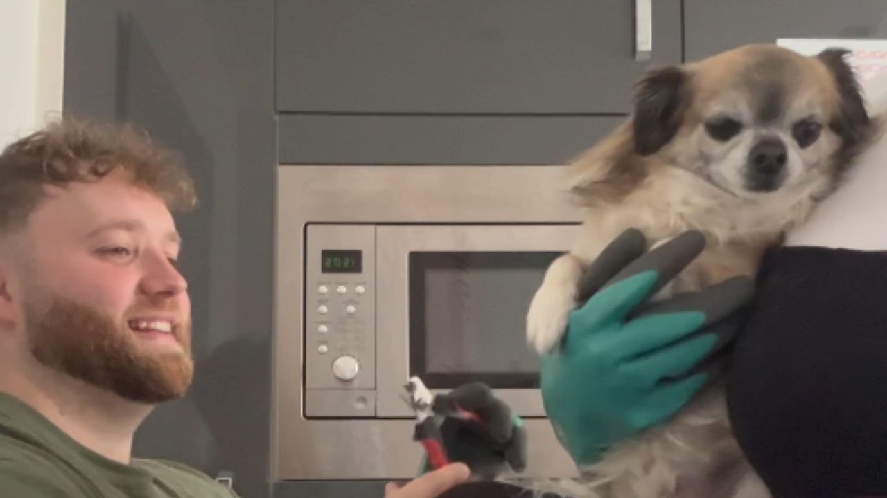 Playful Chihuahua Makes Nail Clipping a Hilarious Challenge for Owners