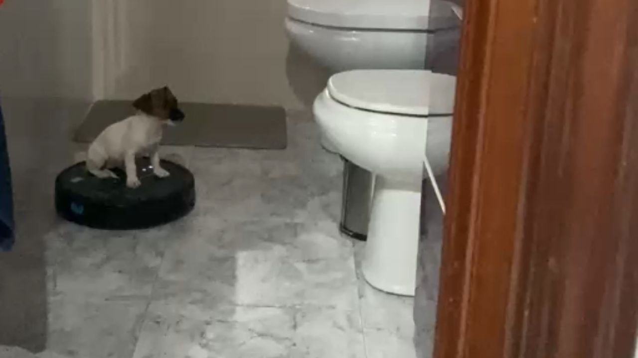 Puppy Enjoys Morning Ride on Robot Vacuum Cleaner