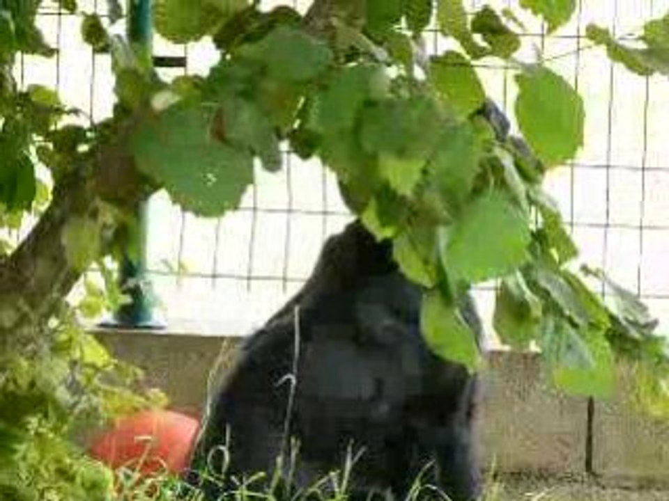 chase vient chercher alto et bounty