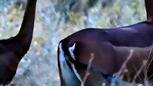 Incredible Nature Adaptation: Gerenuk Antelope Stands Perfectly On Two Legs To Eat High Leaves