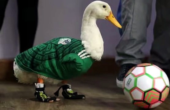 Football World Cup Funniest Moments 😂 | Epic Fails, Crazy Reactions & Hilarious Football Compilation ⚽