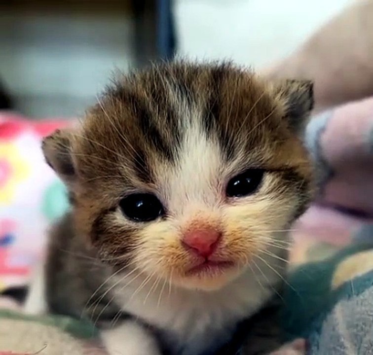 Cute cat
