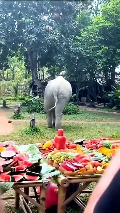 This elephant approached her birthday fruit buffet backwards so the surprise wouldn't be spoiled!!! 😍