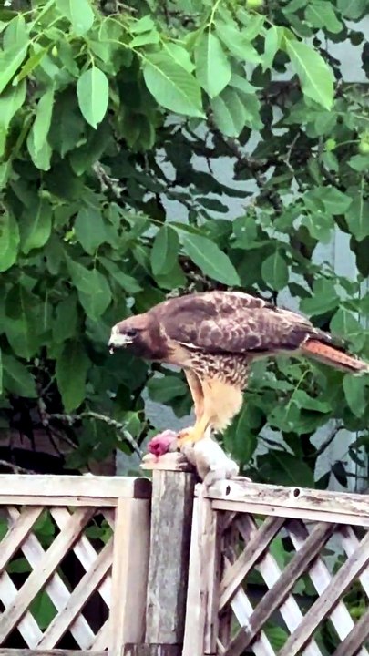Neighborhood hawk doing neighborhood hawk things 🔥