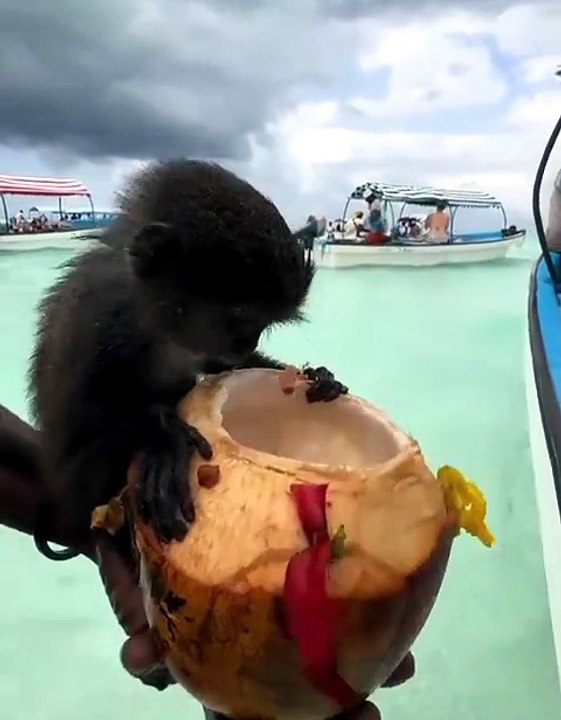 Cute animal