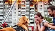dog helps childen