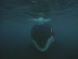 NATIONAL GEOGRAPHIC orques predateurs des mers.2