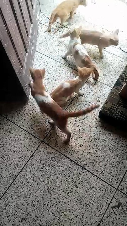 lovely pets