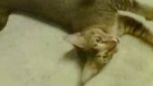 Veri hungry cat2