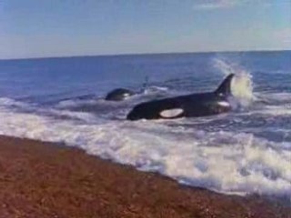 NATIONAL GEOGRAPHIC orques predateurs des mers.3