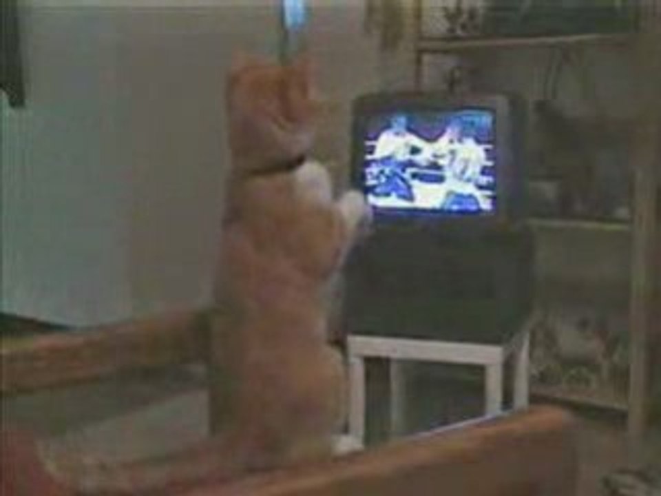 Ali "cat" ou le chat boxeur