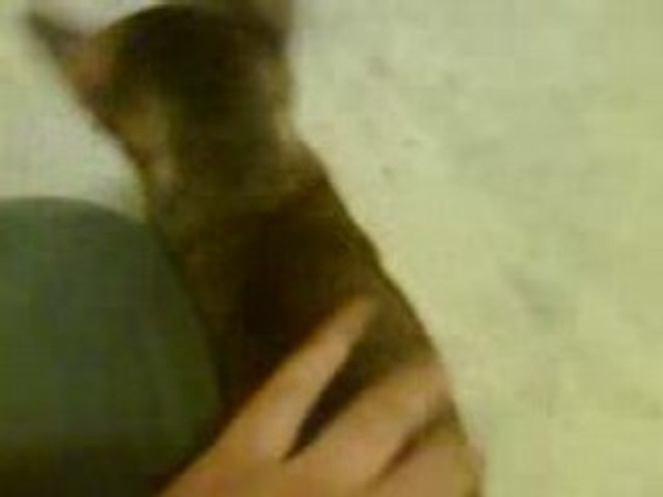 Veri hungry cat3