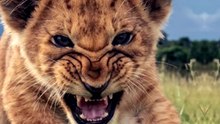 Animals And Their Prime