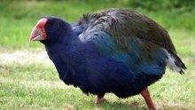 Scientists release a prehistoric bird once believed extinct back into the wild
