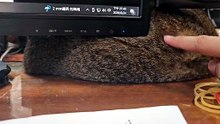 My cat is a furball