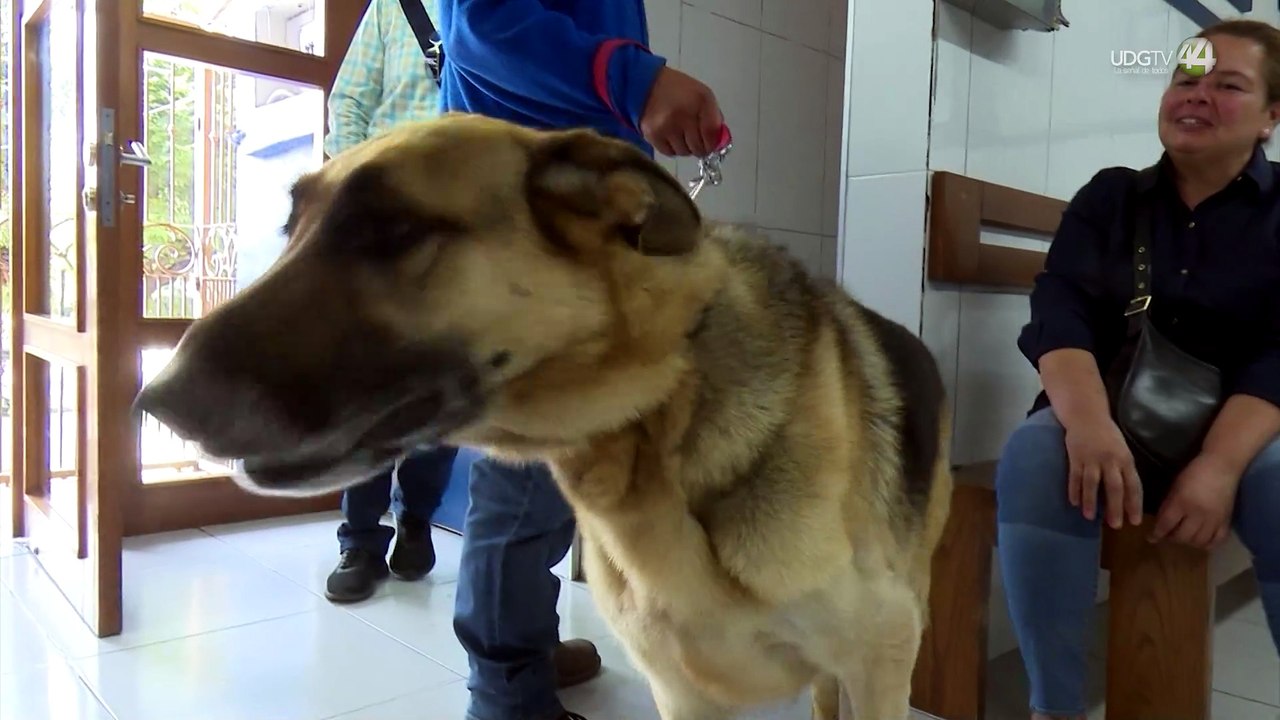Especialistas llaman a dueños de mascotas a desparasitarlos de forma preventiva