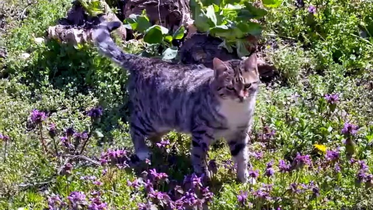 Village life in Turkey-Documentary