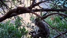 POURQUOI NOURRIR LES ANIMAUX SAUVAGES EST UNE IMMENSE ERREUR