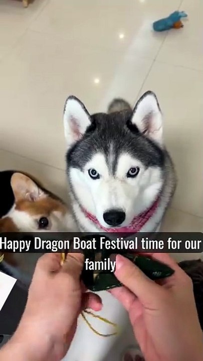 Handing out zongzi today l