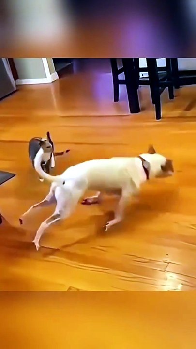 ​"Funniest cat and dog moments that will make you laugh"