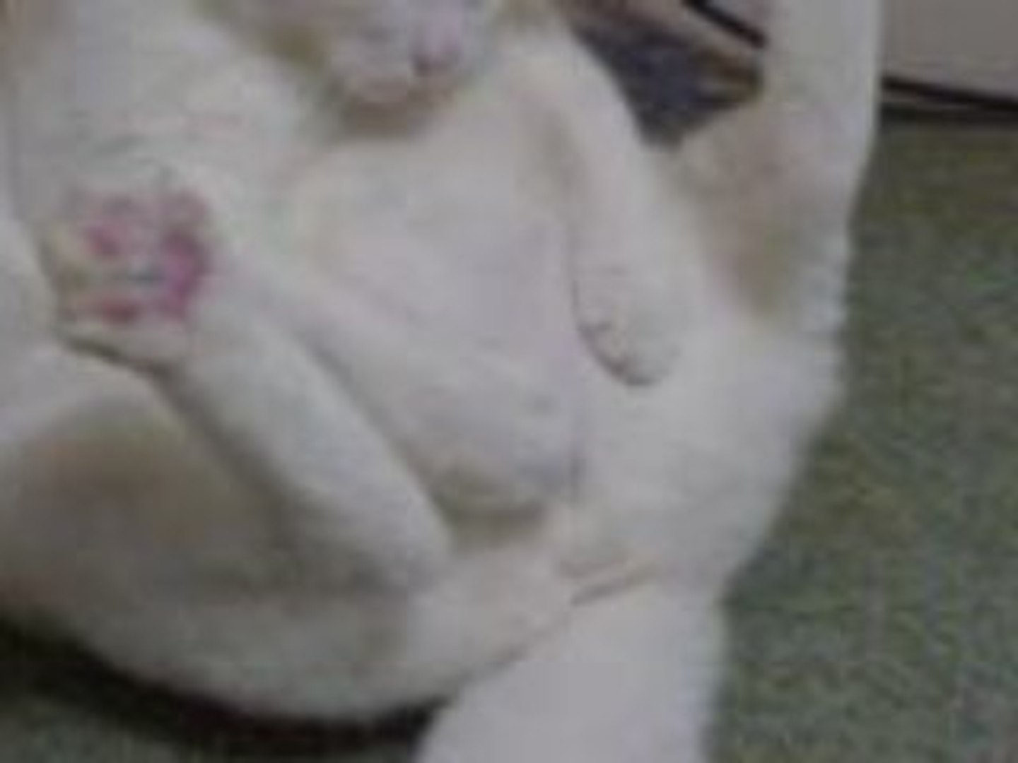 Chat qui se masturbe - Vidéo Dailymotion
