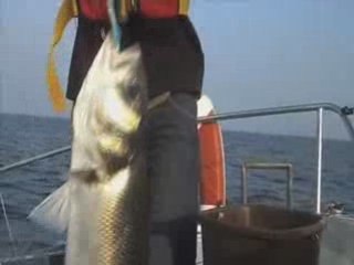 Peche a la traine du bar