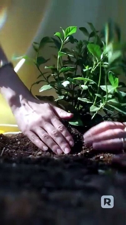 Don't Watch Me Waste Away - Full Short Drama - Video Dailymotion [Full Movie]