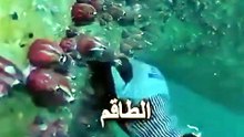 البلاديوم | هذا الكائن البحري الصغير يكلّف السفن ملايين ا🚢🤯 #elpladum #اكسبلور #ترند #قصص #معلومات