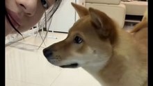 The dog took a kiss from the girl🤓