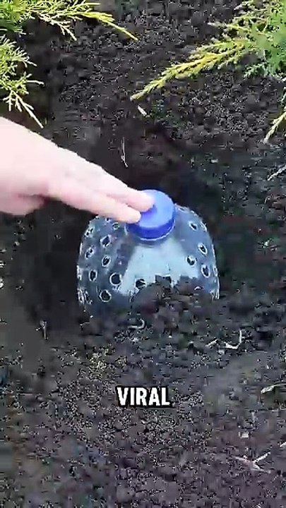 The Underground Nutrient Engine!