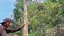 tips sambung pucuk agar pepaya yang sudah tua menjadi subur kembai dan tumbuh rendah