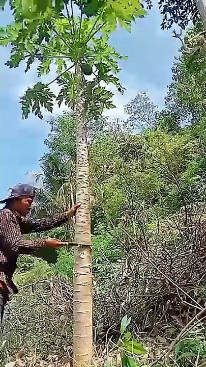 tips sambung pucuk agar pepaya yang sudah tua menjadi subur kembai dan tumbuh rendah