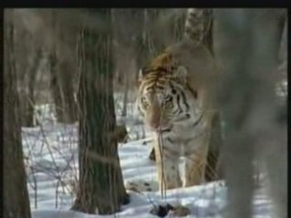 NATIONAL GEOGRAPHIC Tigres Des Neiges.3
