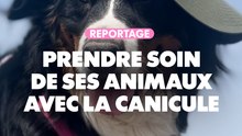 Reportage : Prendre soin de ses animaux avec la canicule !