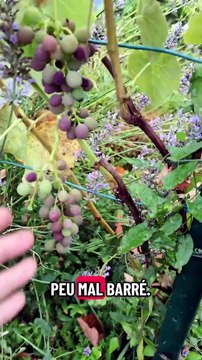 Canicule et Potager : dégâts et réussites... #potager #jardinage #canicule #recolte #tomate