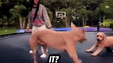 Comedy funny video