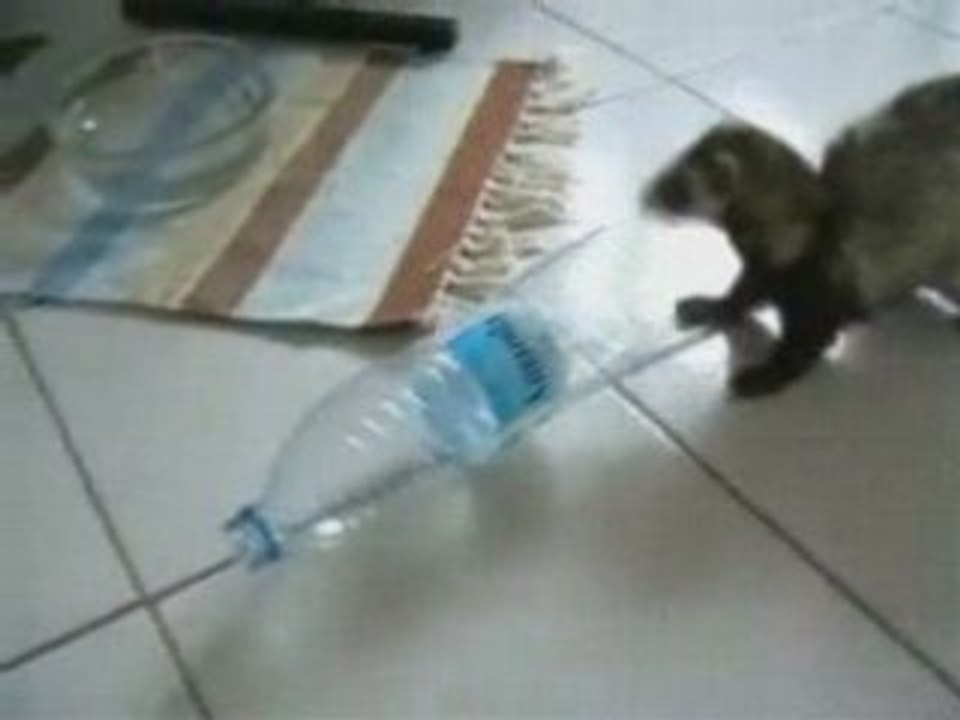 Boubou le furet délire dans sa bouteille
