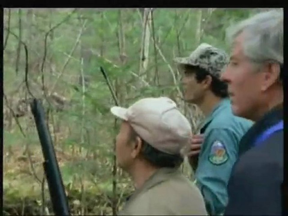 NATIONAL GEOGRAPHIC Tigres Des Neiges.1