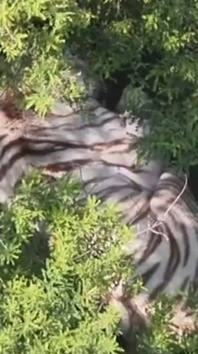 Un tigre escapa en Estado de México