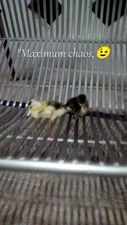 Happy vibes ❤🦆