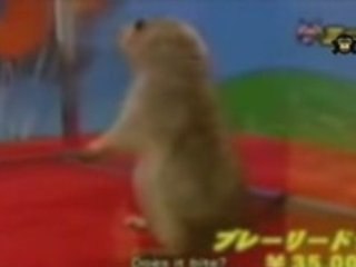 Drama Prairie Dog Compilation  BEST OF