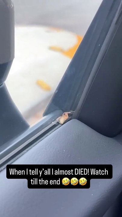 When A Spider Decides To Hijack Your Car... 🕷️🚗