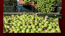 El programa Intercosecha abre su primera etapa de inscripción para asistir a casi 600 trabajadores rurales tras el fin de las cosechas.